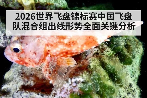 2026世界飞盘锦标赛中国飞盘队混合组出线形势全面关键分析